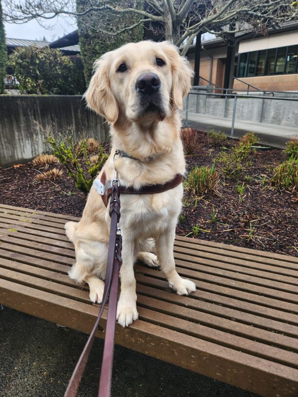 A yellow, coated Labrador Golden cross sits, in harness, on a wooden bench on the Oregon campus. She looks directly into the camera with great focus as she waits for her kibble reward.