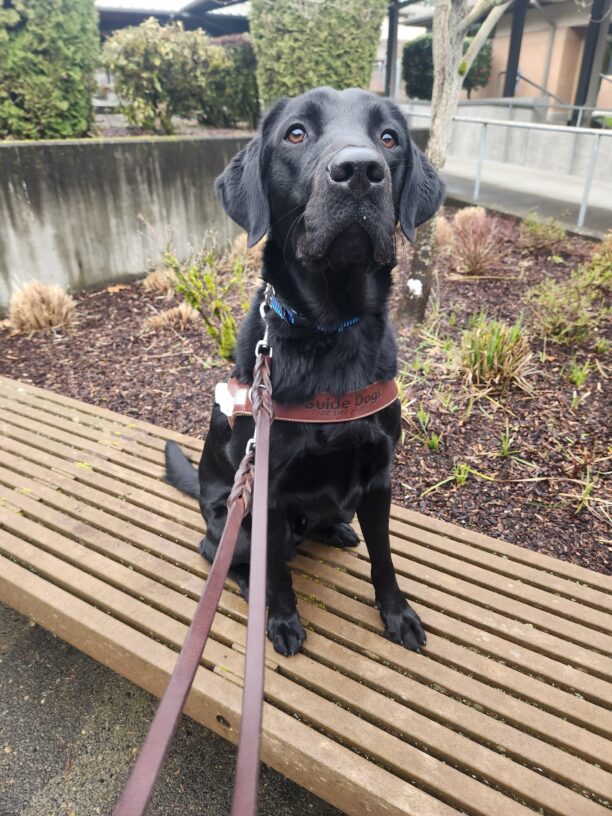 A black, Labrador Golden cross sits, in harness, on a wooden bench on the Oregon campus. He is looking slightly above the camera with great focus as he awaits his kibble reward.