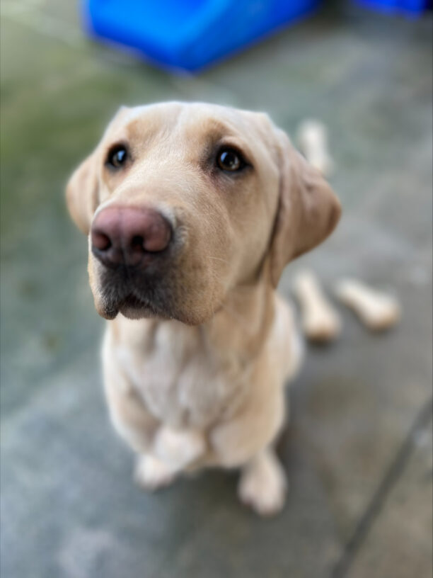 Female yellow lab "Frankie" sits outside on a rainy day. The background is slightly blurry, but several bones and colorful play structures can be seen behind her. Frankie's face is the focus of this picture, as she looks up at the camera, eagerly awaiting her cookie.