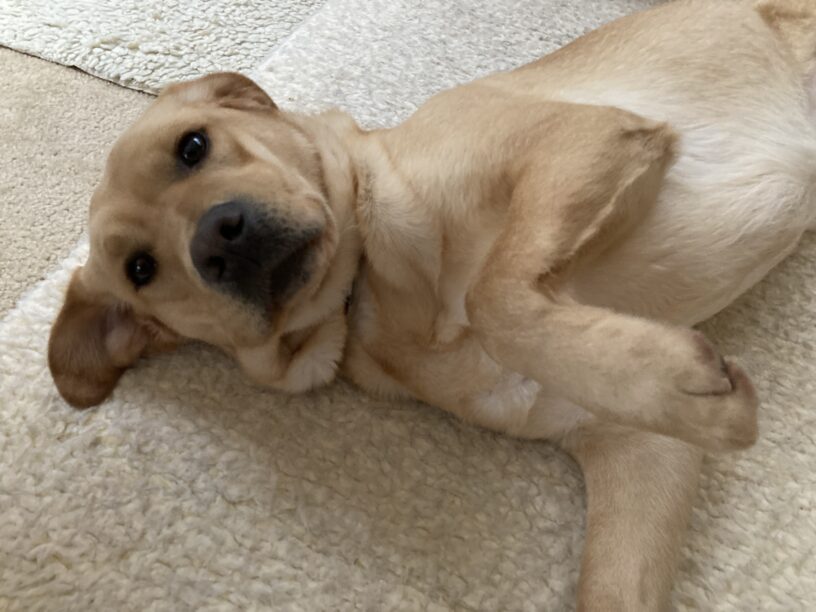 Fontaine is laying on a white fleece rug. Her cute face is looking up at the camera and her front left leg is bent. She is looking forward to a belly rub.