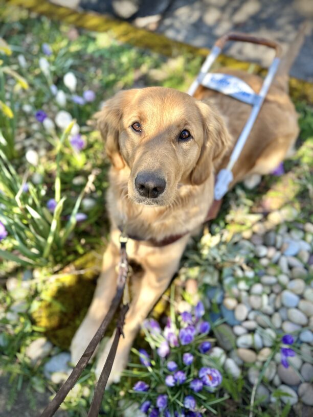 Red, long-coated Labrador x Golden Retriever cross Moon lies down amongst purple and white crocuses. She is wearing a leather guide dog harness and leash. The photo is a top-down view.