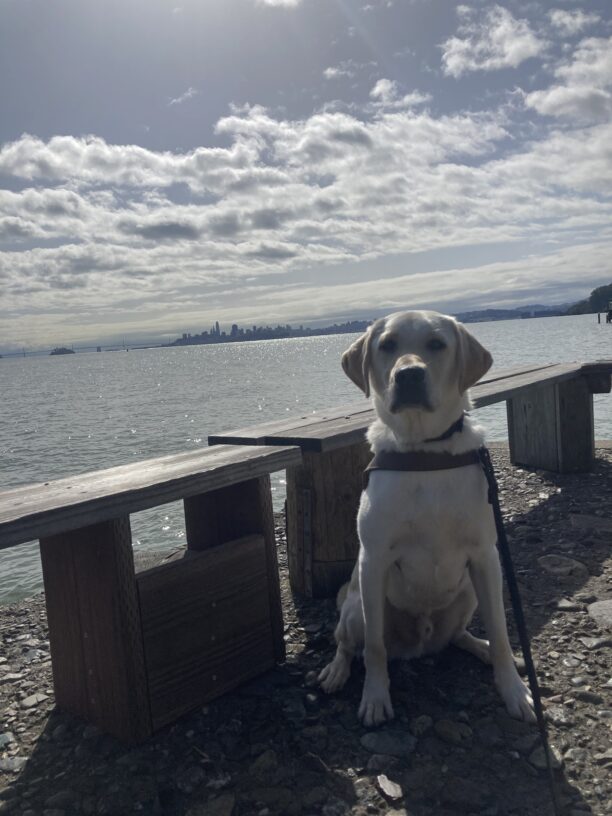 England sits in harness in front of a cement wall overlooking the bay, the skyline of the city is in the background.