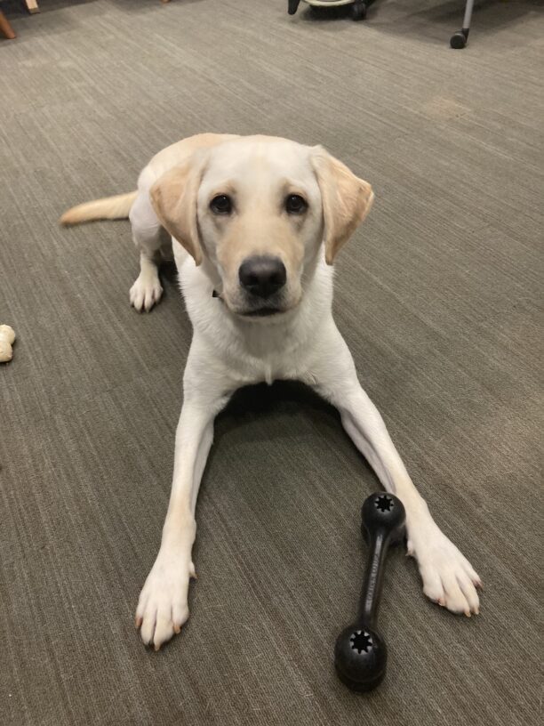England is laying down with a kong bone in a living room area, looking up at the camera.