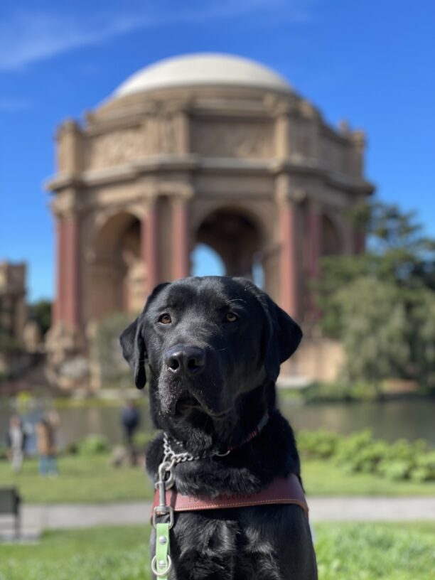 Photo is of black lab Conrad sitting in harness in front of the palace of fine arts in San Francisco