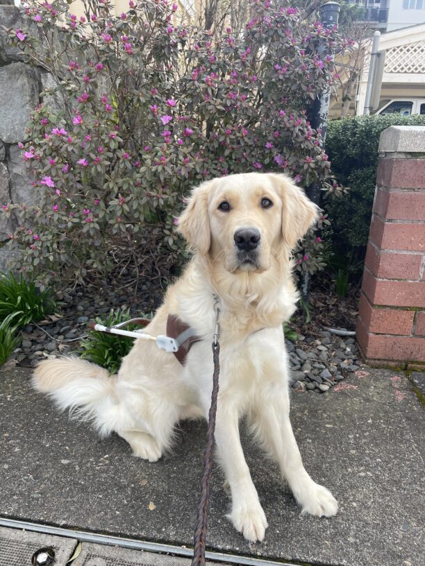 Strawberry (a Golden Retriever/Labrador cross) sits and looks towards the camera while wearing a guide dog harness. Behind her is a bush covered in bright magenta flowers.