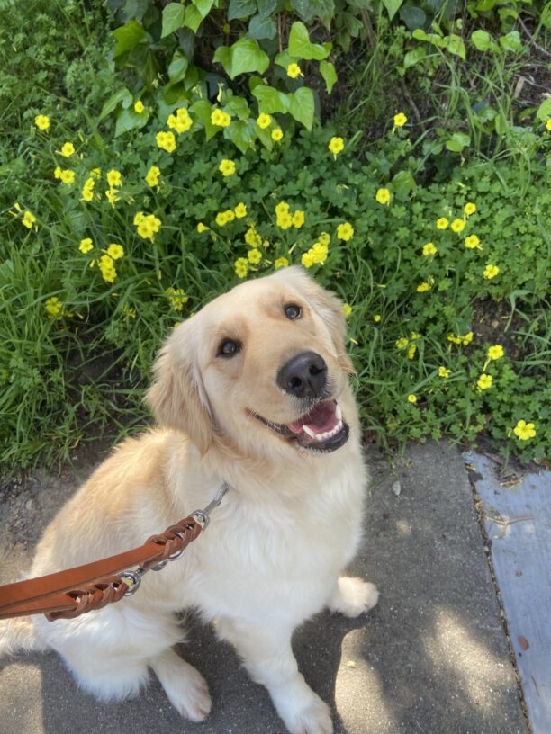 Stephi smiling up at the camera sitting next to a field of yellow flowers.