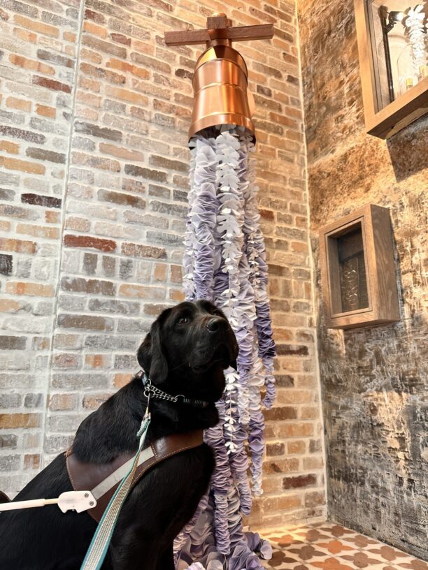 Augie sits in harness looking slightly away from the camera. In the background is a display of purple flowers appearing to fall out of a watering jug.