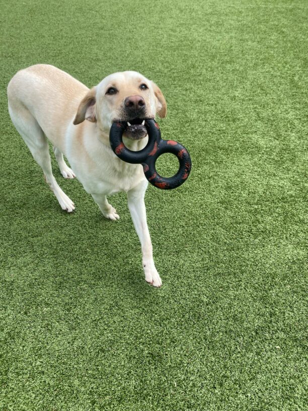 Dave, a handsome yellow lab is playing in a free run area on the Oregon campus. He is holding a figure eight goughnut toy in his mouth with his two bottom canines peeking out.