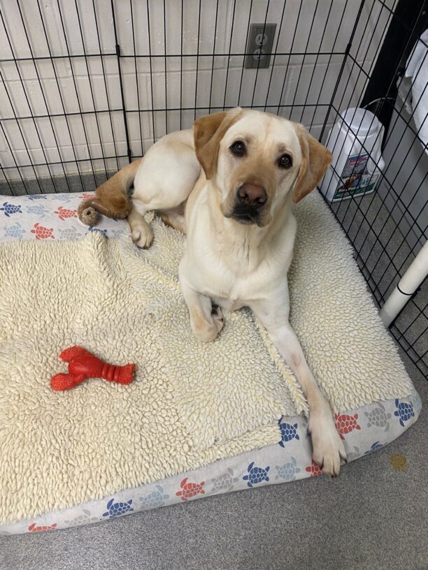 Dave, a handsome yellow lab is laying on cozy bed with fleeces and a colorful turtle patterned sheet on the Oregon campus. He is staring up at the camera with his dark brown eyes intently with one of his front legs tucked underneath him.