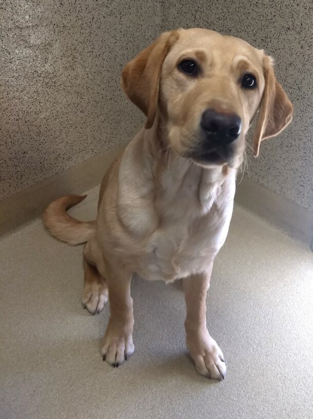 Yellow Lab Delaney sitting down and looking up at the camera.