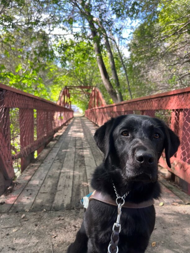 Gemstone is pictured sitting in harness, looking directly at the camera. There is a long red metal bridge behind her residing over a small stream. There are large green trees and a bright blue sky.