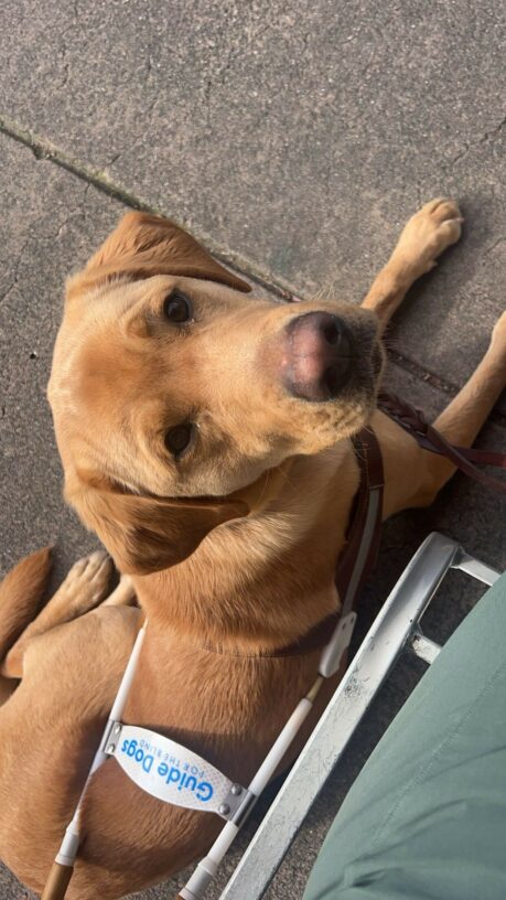 Groot is laying down in his Guide Dog's for the Blind harness. He is staring up into the camera.