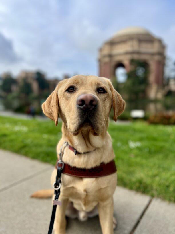 Huey sits in harness looking at the camera. Behind him is the Palace of Fine Arts in San Francisco, California.