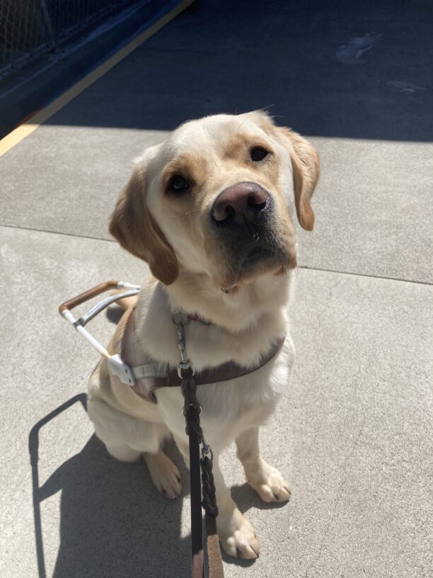Noah sits in harness facing the camera with a focused expression.