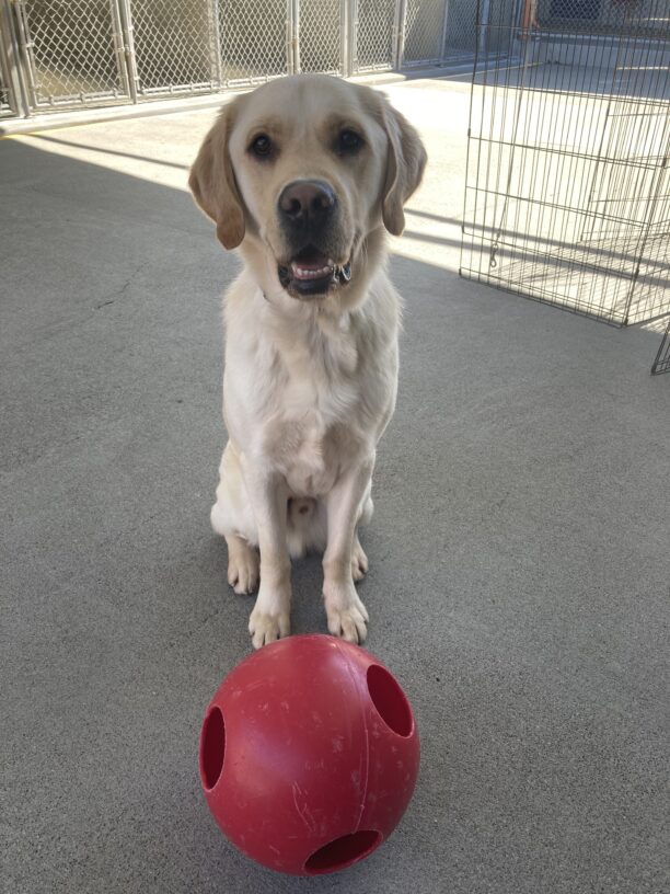 Noah sits in community run with a jolly ball in front of him. He has his mouth open with a smile towards the camera.