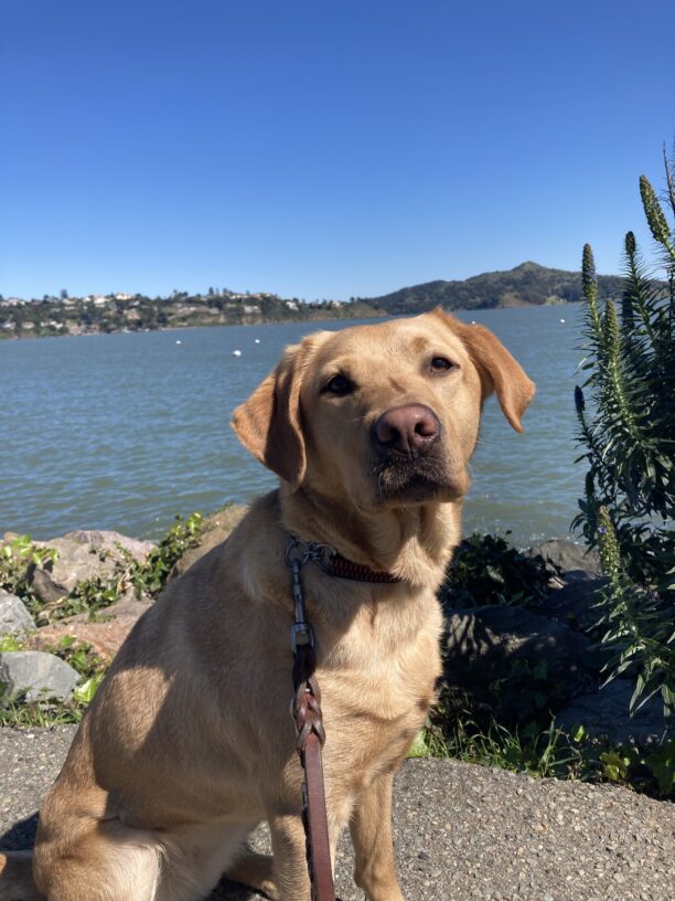 Ceviche sits facing the camera on a sunny day in front of the bay water in the background.