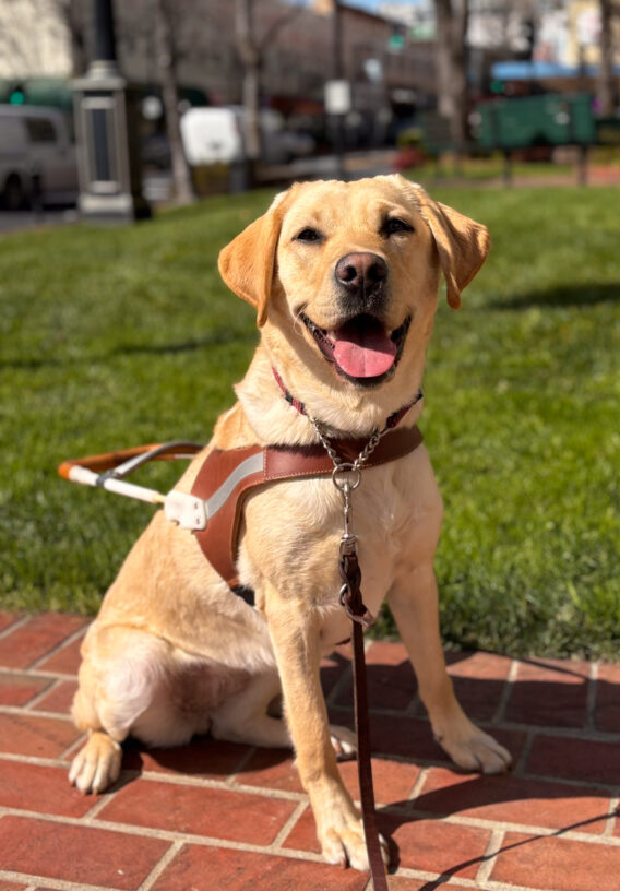 Smiley yellow girl Joan sits on a brick pathway in harness near the green grass