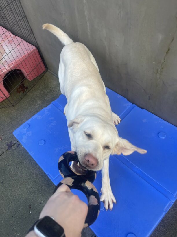 Lolo, a female yellow Labrador retriever, stands on a blue plastic play structure and is playing tug with her instructor and her ears are flopping everywhere.