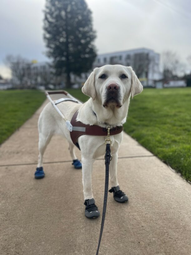 Lolo, a female yellow Labrador retriever, stands in harness on a sidewalk in a park. She is wearing four booties and is looking at the camera.