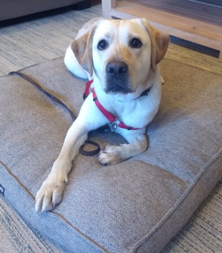 Majesty is laying on a big comfy dog bed looking up at the camera.  She is wearing a red body harness.