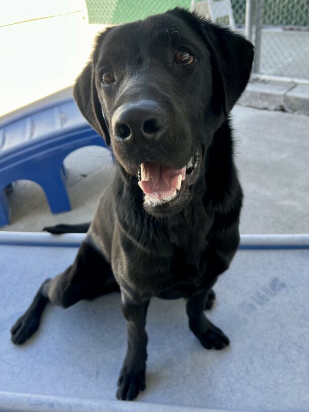 Marcus is sitting on a plastic play structure in the community run. He is looking off to the side of the camera with his head slightly turned to the side.
