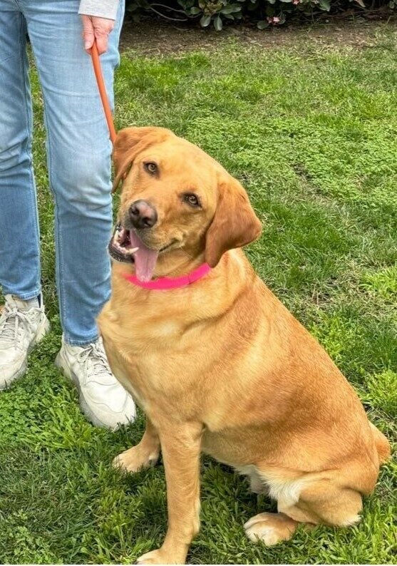 Yellow Lab Northstar sitting on leash in green grass.