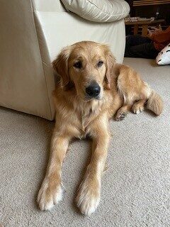 Oatmeal relaxing on the floor in her foster home.