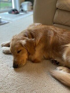Oatmeal taking a nap in foster care.