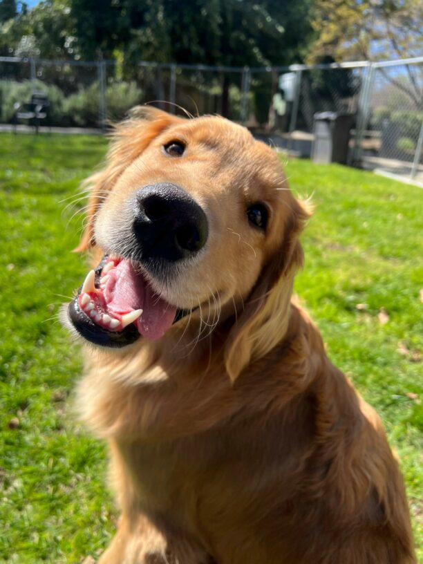 Peter is sitting in a yard with green grass. He is looking back over his shoulder with what looks like a smile. His tongue is hanging out to the side.