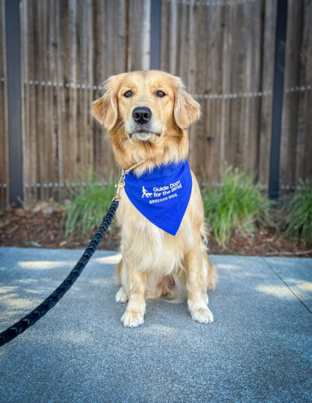 Lab/Golden Retriever cross Petuna sits in front of a wooden fence with green plants behind her. She is looking attentively at the camera and is wearing a blue Breeder scarf.