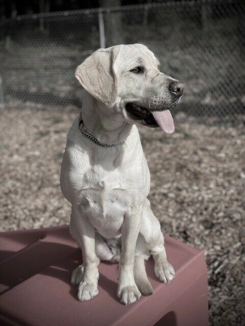 Poet sits on a red play structure in a fenced play yard. She is facing the camera but looking to her right with her mouth open and tongue out.