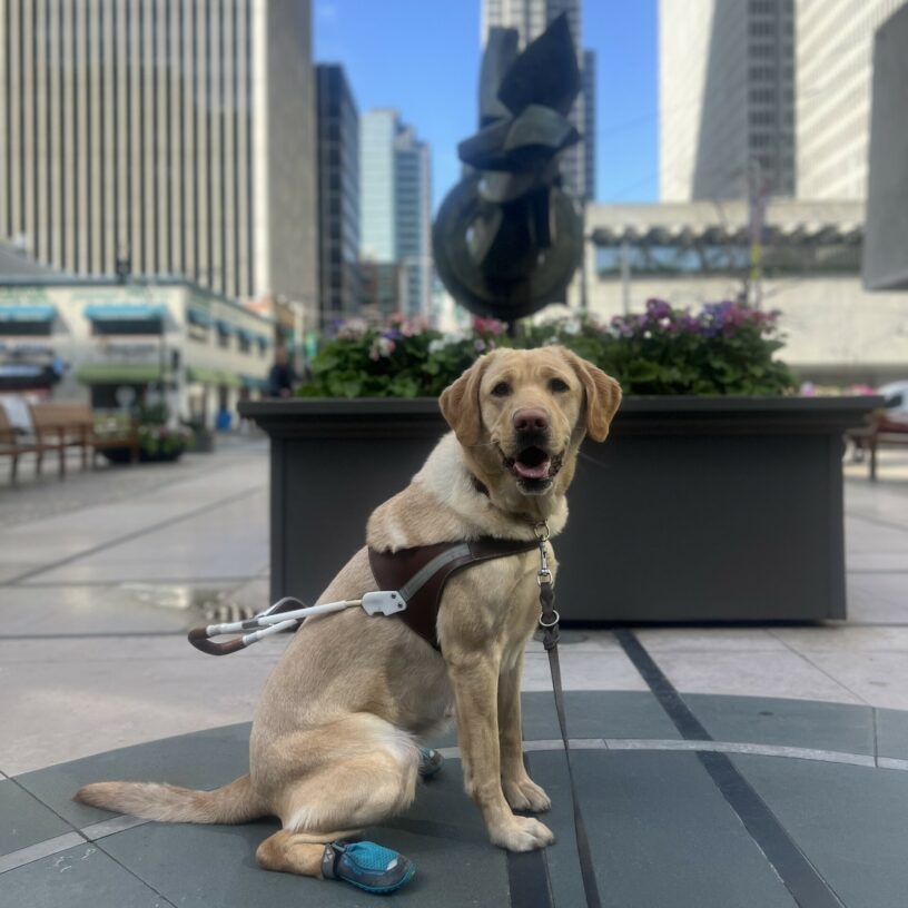 Pomme is sitting in front of a statue with flowers in downtown San Francisco. She is wearing her harness and is looking at the camera with a big smile on her face.