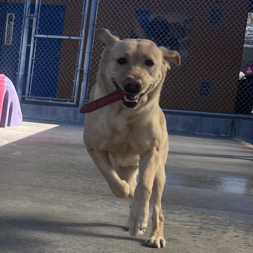 Pomme is running through the play yard with a bone in her mouth and a big smile on her face. Her two front feet are off the ground and her ears are straight out to the sides, looking like airplane wings.