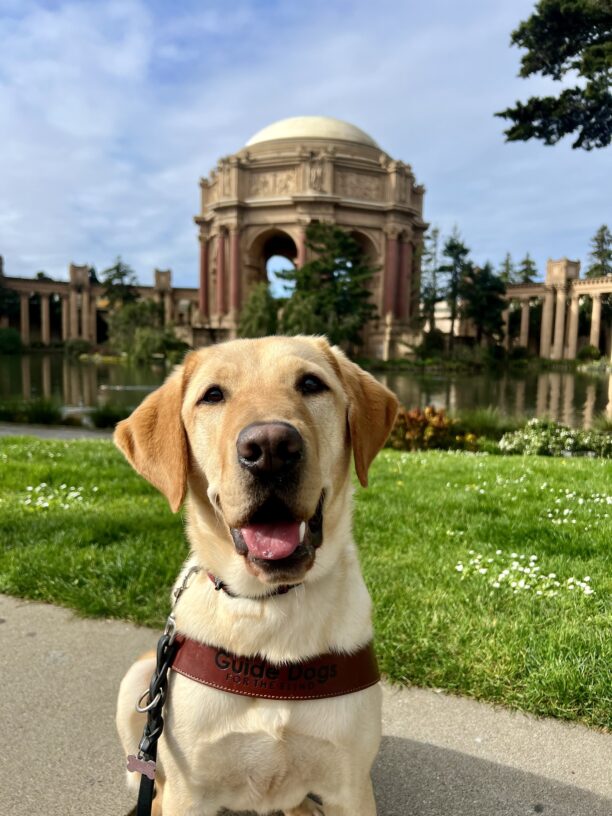 Rick sits in harness looking at the camera. He is sitting in front of bright green grass. In the distance is the Palace of Fine Arts in San Francisco, California.