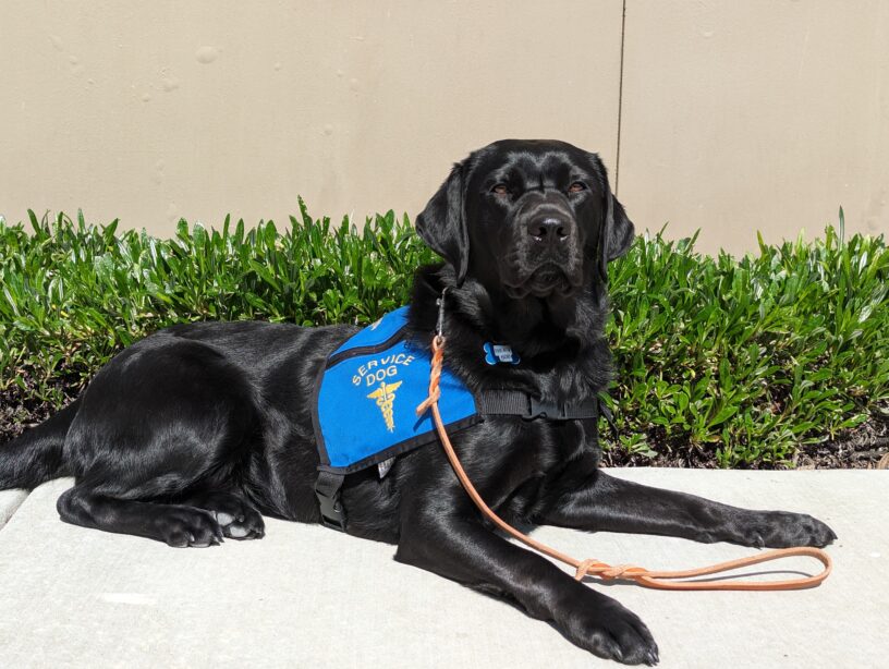 Black Lab Riley is laying down outdoors and she is wearing a blue service dog jacket.