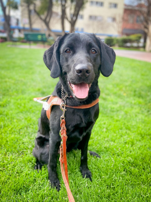 Tawny sits in harness on bright green grass, tongue out smiling