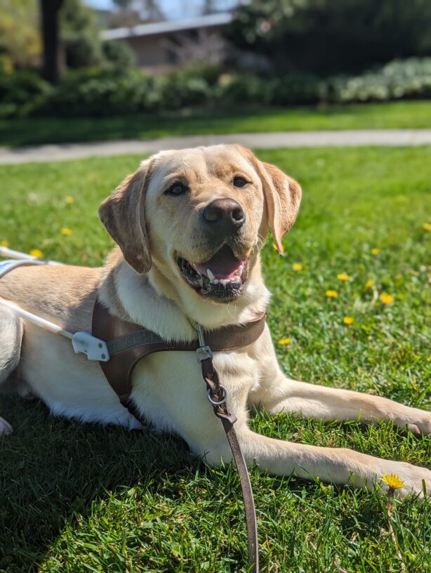 Trusty lays in harness on a bed of grass, yellow flowers around him at GDB’s San Rafael campus. He is looking to the right of the camera with a smile and the sun beaming on his face.