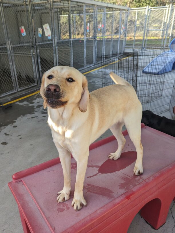 Trusty stands on a red play structure in community run. Both his lips can be seen tucked into his mouth.