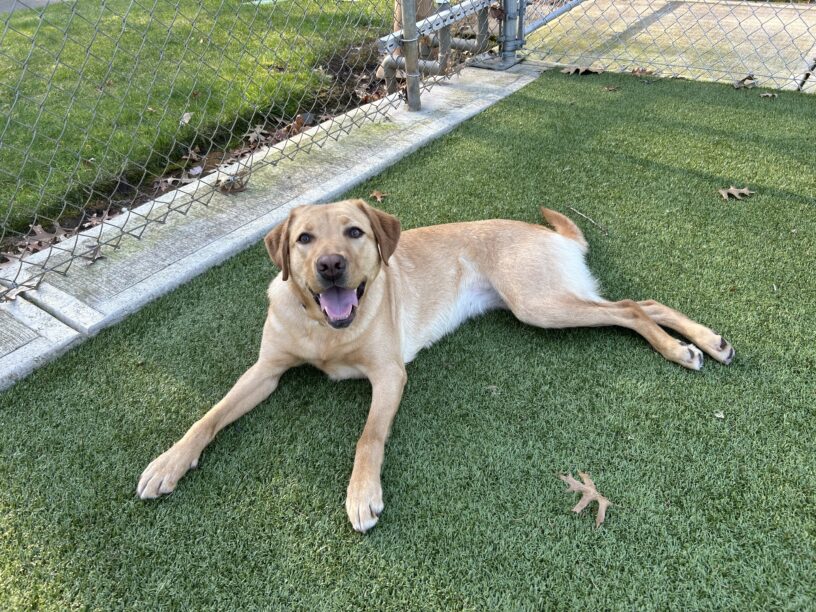 Yellow lab, Dublin lies on an astroturf lawn on campus. She has a big, open mouth with her tongue hanging out after romping with her friends for awhile.