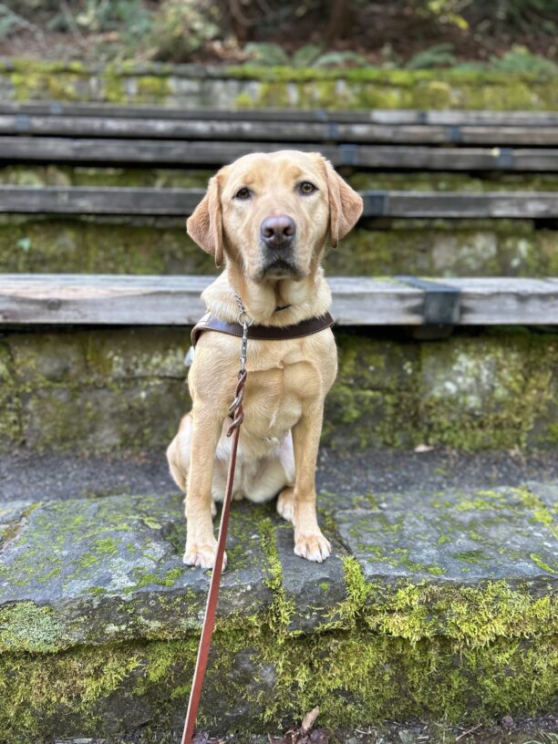 Yellow lab, Dublin sits atop a wooden bench in an outdoor, moss-covered amphitheater. She wears her brown leather guide dog harness and a serious