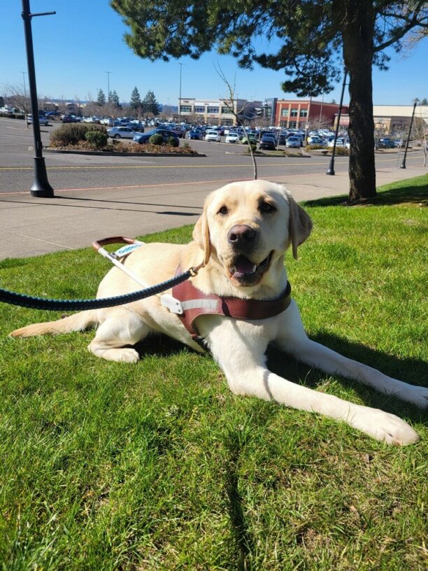 Yellow Lab (Crumpet) lays on a patch of grass wearing a brown leather GDB harness. There is a parking lot behind him and buildings in the far distance. It is a clear, sunny day.