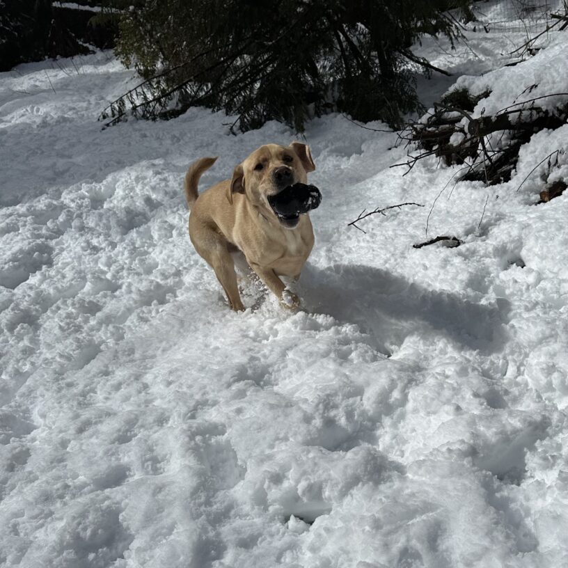 Yellow lab/golden cross Renoir is in a full run stride through deep snow in a backyard area. He holds a black Kong in his mouth.