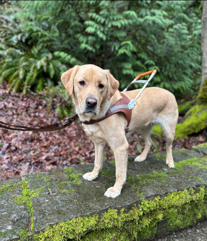 Handsome yellow golden/lab cross Renoir stands on a moss-covered rock wall while wearing his brown leather guide dog harness and leash.