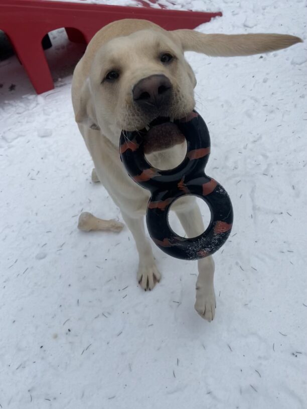 In a snowy CR, Crumpet runs toward the camera holding a Gonut Figure 8 in his mouth, tail wagging.