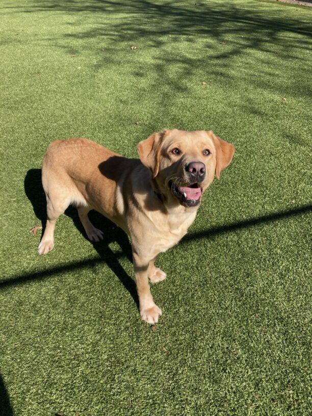 Gwendolyn, an adorable yellow lab is standing in a grassy play yard on the Oregon campus on a beautiful, sunny day. Her ears are perked and she is staring intensely at something behind the camera in anticipation.