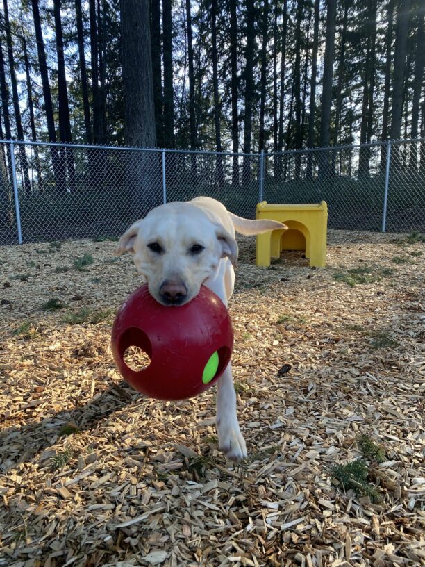 Male yellow lab, Zeski, runs in a fenced-in area on our Oregon campus. He holds a large red plastic Jolly-Ball in his mouth and runs directly towards the camera.