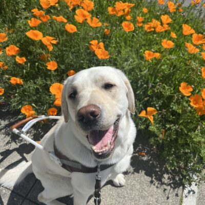 Alpine sits in harness with his mouth open, giving the appearance of a smile. In the background, there are bright orange poppy flowers.