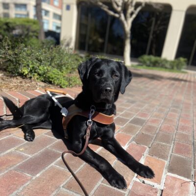 Black LGX Prima lies down in harness on a brick pathway in downtown San Rafael