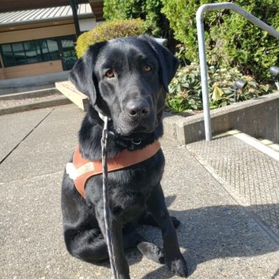Beckett is sitting while wearing his harness body, on the Oregon Campus. He's looking at the camera. He is sitting near some stairs and there is shrubbery in the background.