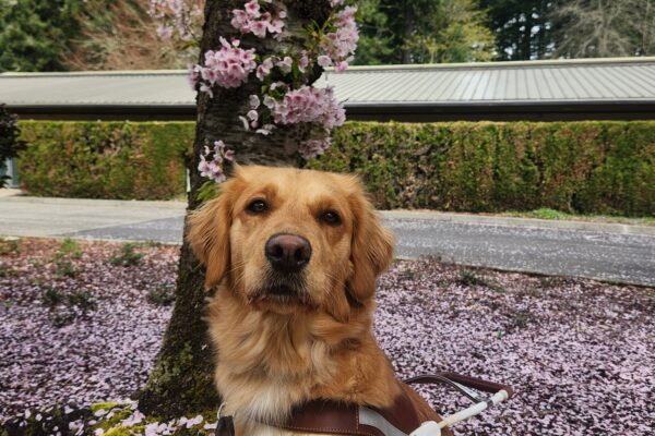 A yellow Lab/Golden cross sits, in harness, at the base of a tree covered in pink blossoms. Around her is a patch of grass covered in blossom leaves and a large hedge in the background. She is looking pensively into the camera.